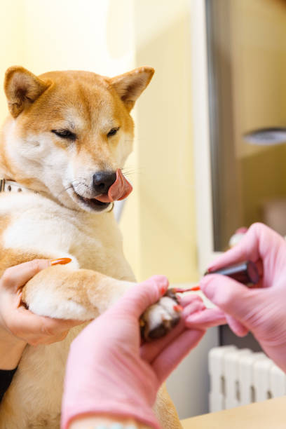 Pampered Paws Grooming