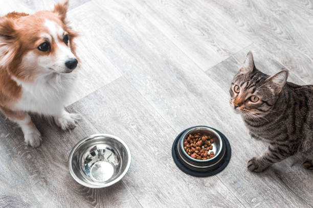 Feast &amp; Fetch Bowls