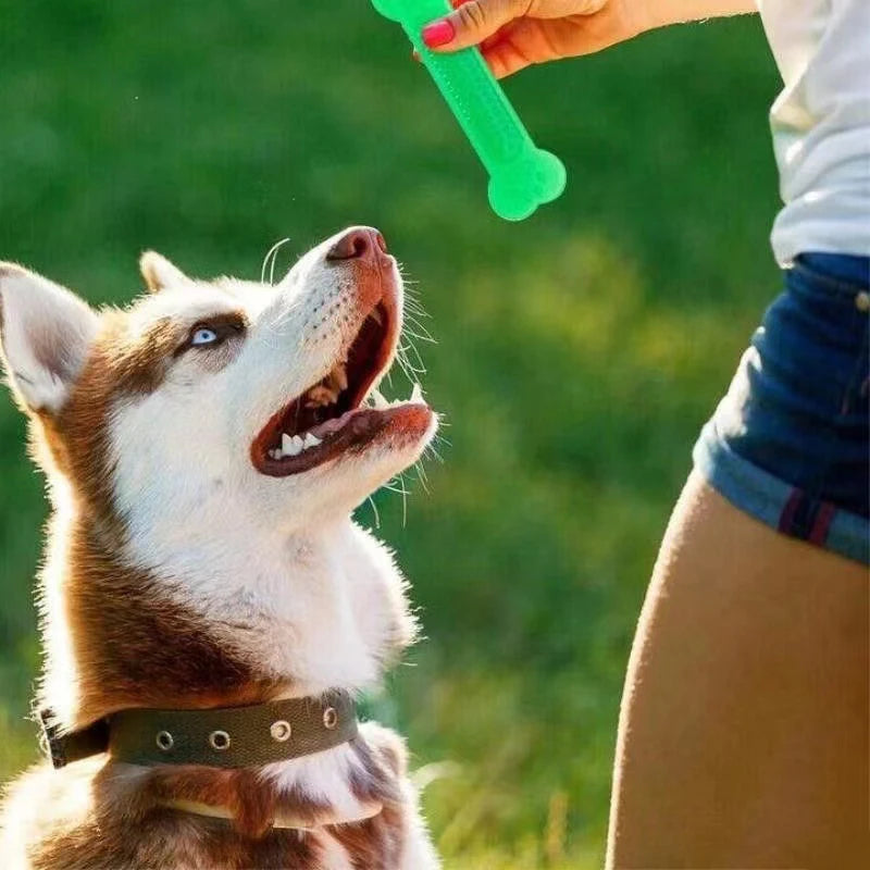 Aggressive Dog Chewers Toothbrush